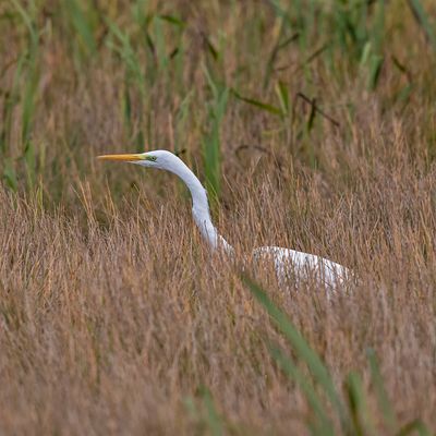 Great White Egret