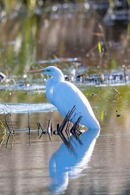 Great White Egret