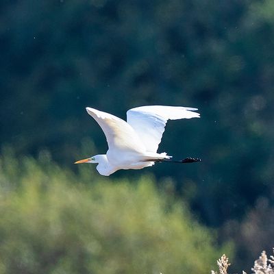 Great White Egret