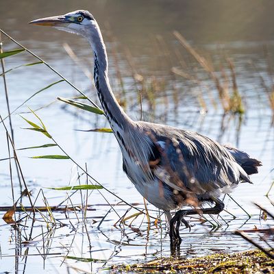 Heron