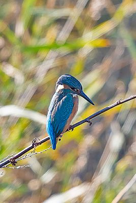 Kingfisher