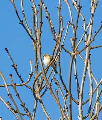 Chiffchaff