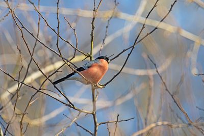 :: Bullfinch ::