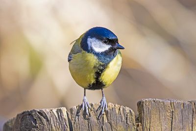 :: Great Tit ::