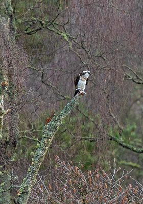 Osprey