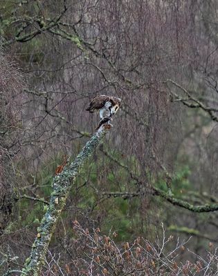 Osprey