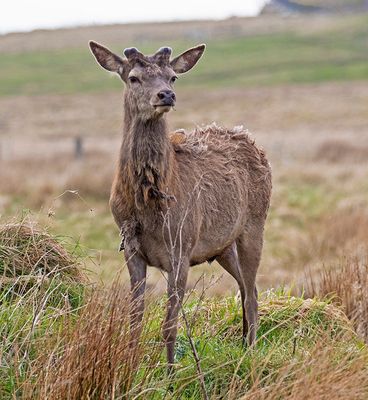 Red Deer