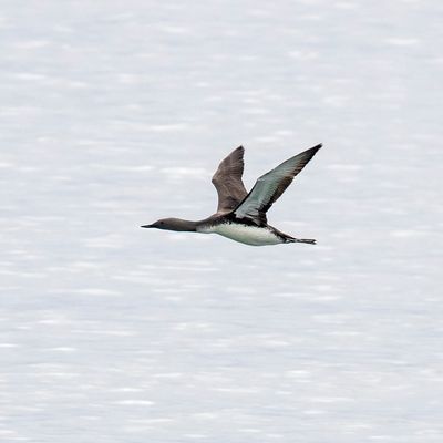 Red-throated Diver