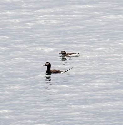 Long-tailed Duck