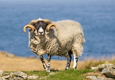 Old Hebridean Sheep