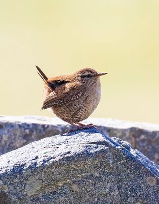 Wren