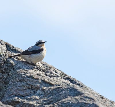 Wheatear