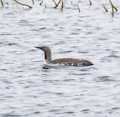 Red-throated Diver