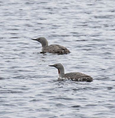 Red-throated Diver