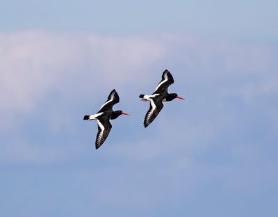 Oystercatcher