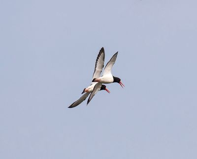 Oystercatcher