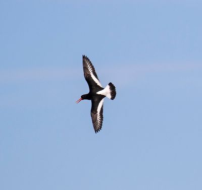 Oystercatcher