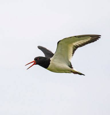 Oystercatcher