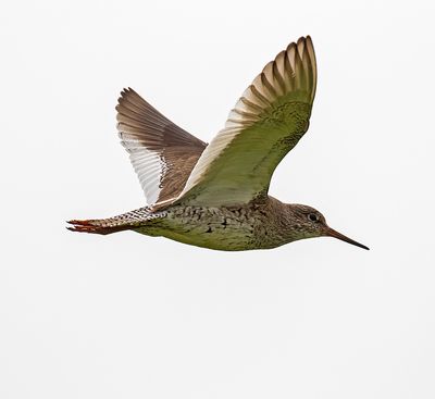 Redshank
