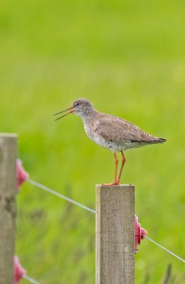 Redshank