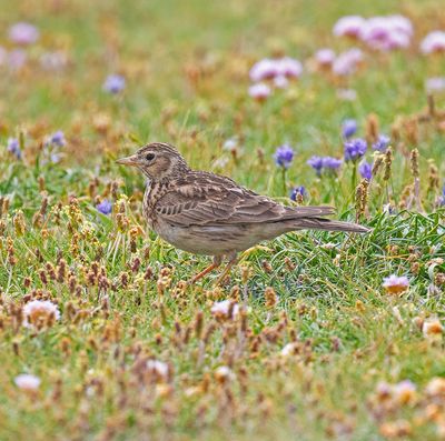 Meadow Pipit