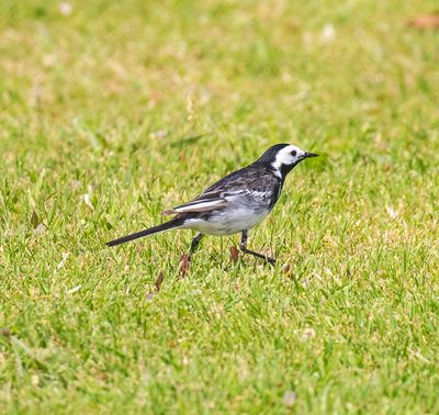 Pied Wagtail