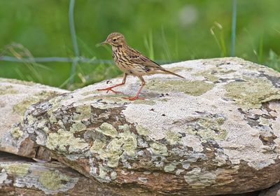 Meadow Pipit