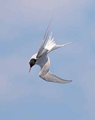 Common Tern