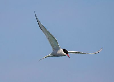 Arctic Tern