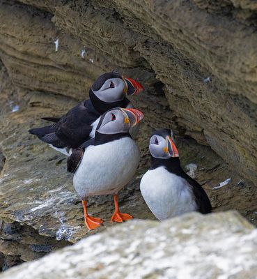 Puffin