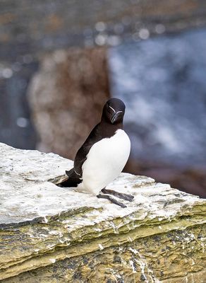 Razorbill