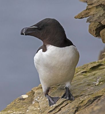 Razorbill