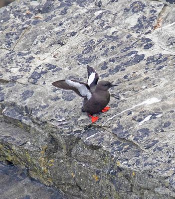 Black Guillemot
