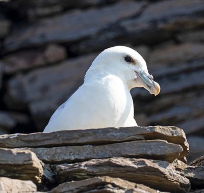 Fulmar