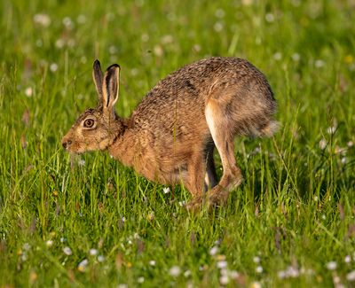 Brown Hare