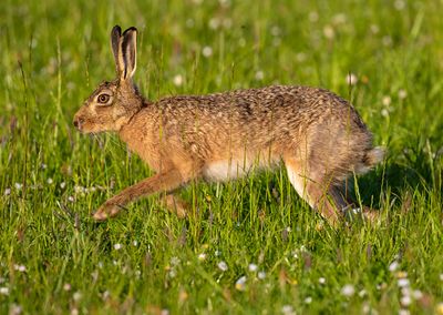 Brown Hare