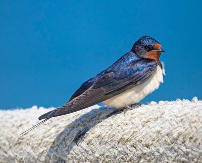 Swallow