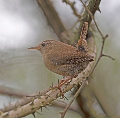 Wren