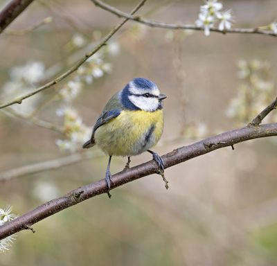 Blue Tit