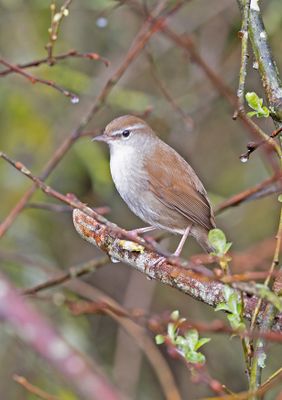Cetti's Warbler