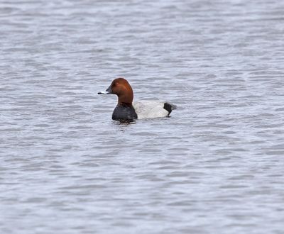 Pochard