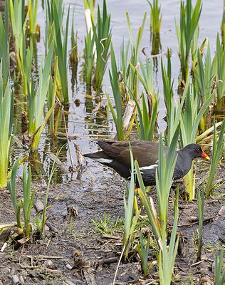 Moorhen