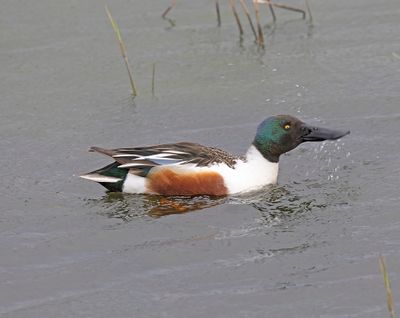 Shoveler