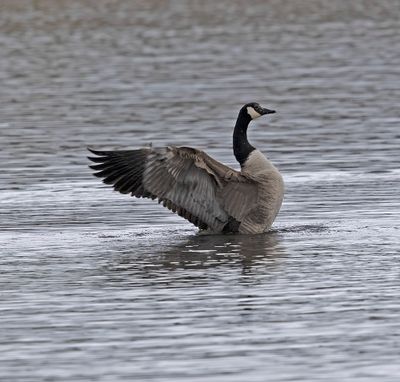 Canada Goose