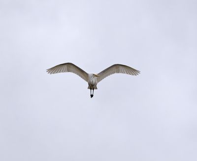 Great White Egret
