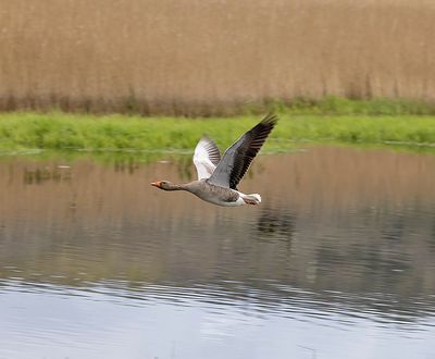 Greylag Goose