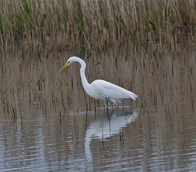 Great White Egret