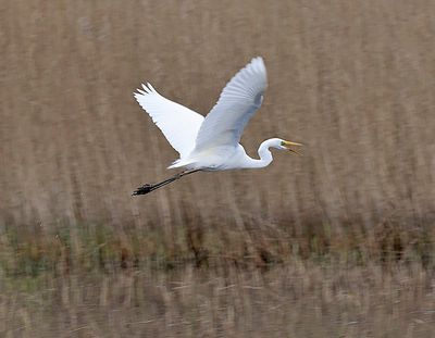 Great White Egret