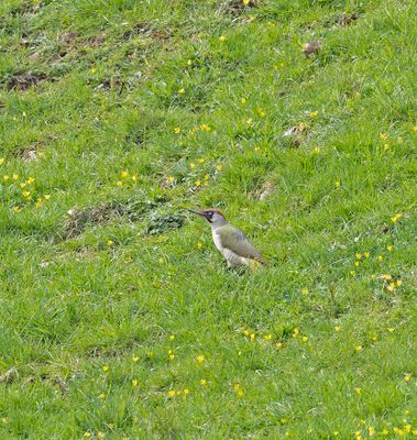 Green Woodpecker