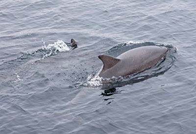 Bottlenose Dolphin